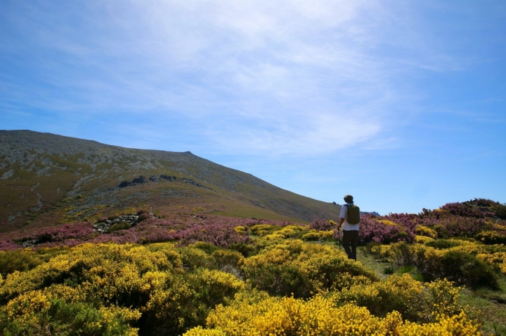 Collado florido en primavera en Pico Teleno.