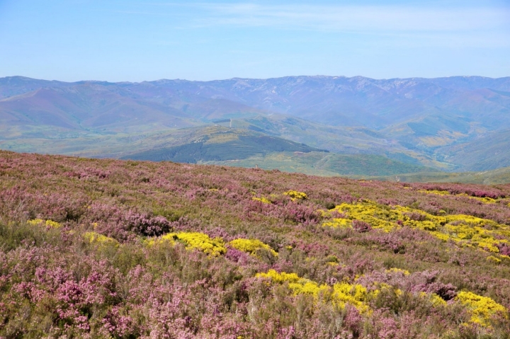 Paisaje florecido en Pico Teleno de León