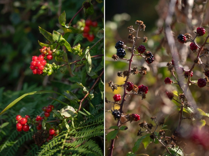 Playa del Castro de Baroña en Porto do Son
