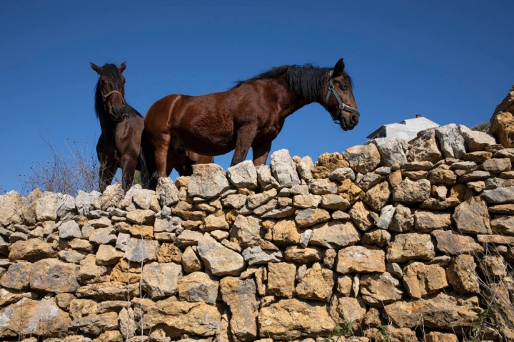 Caballos en un cercado de piedra en seco.