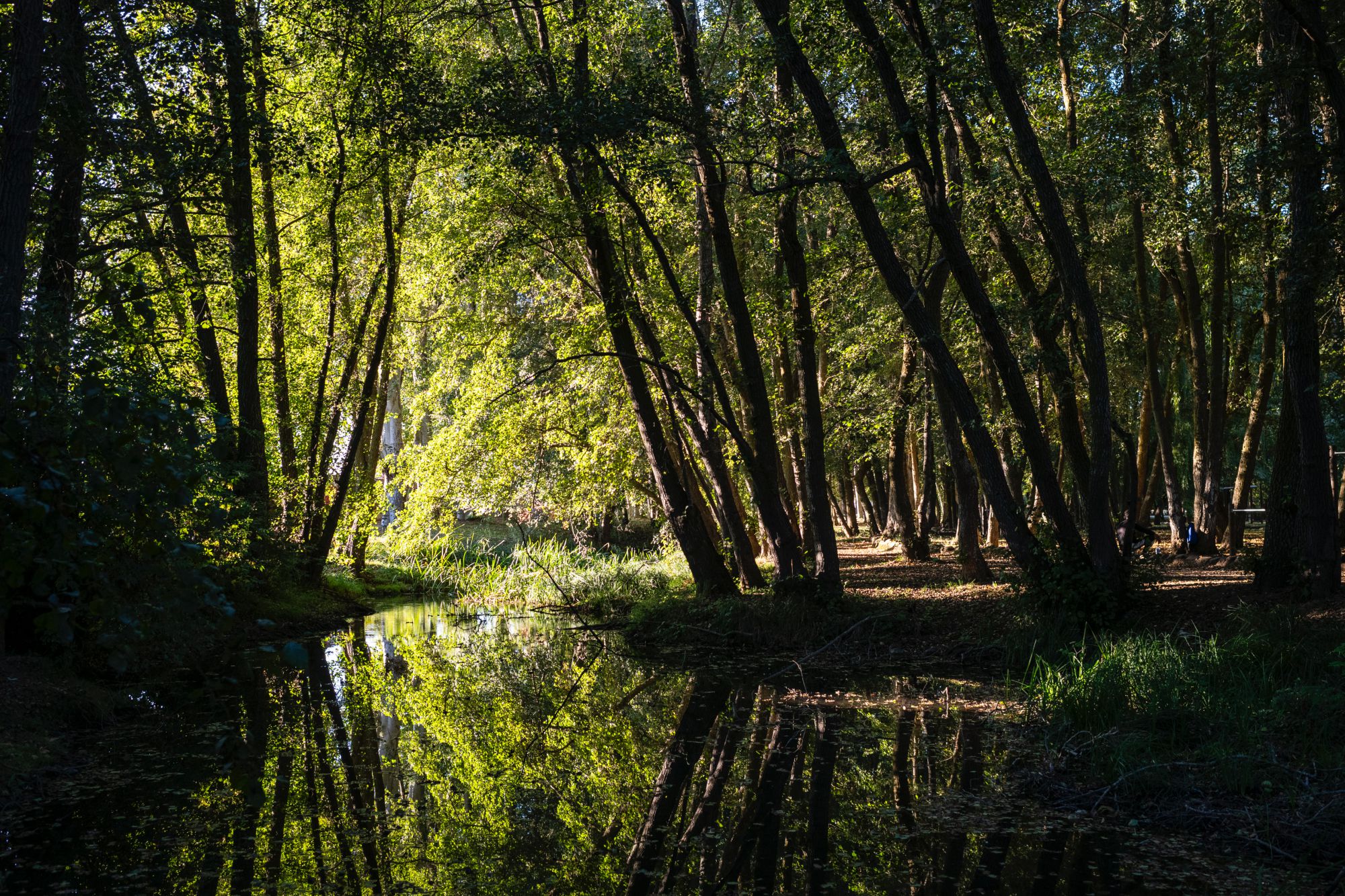 El Parque Javier Cortes se encuentra en la margen derecha del río Carrión.
