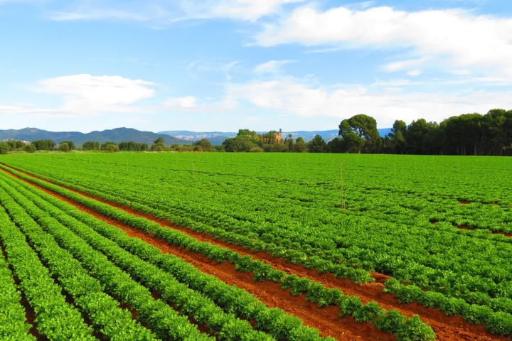 Qué ver y hacer en Cambrilas Verplants