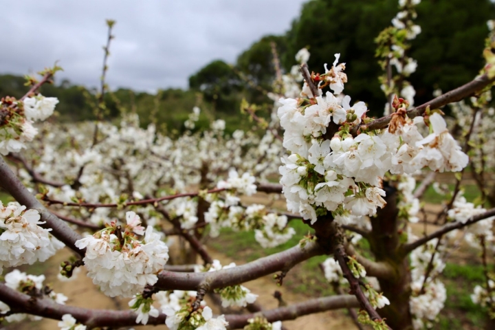 Los cerezos ya lucen sus flores.