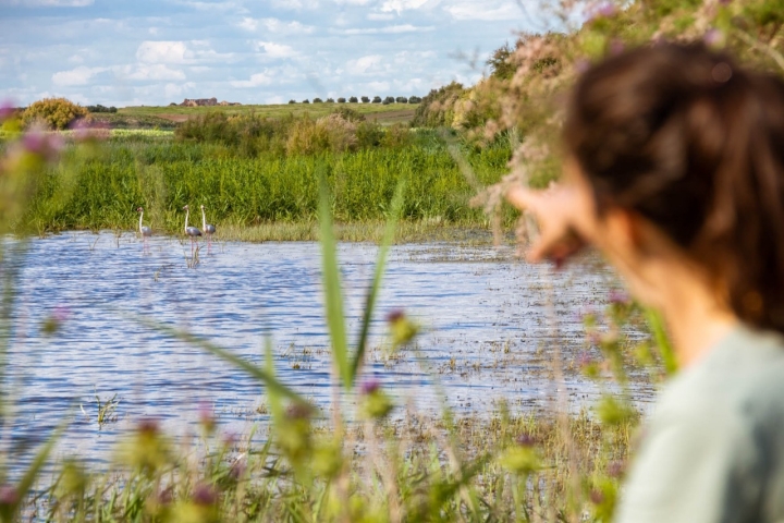 aquí se encuentren plantas halófilas de gran interés, además de un sinfín de aves como nuestro ansiado flamenco.