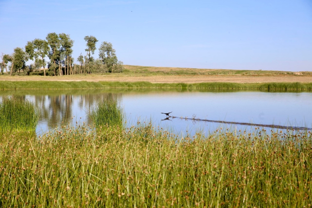Bienvenido al reino de la avutarda en la Tierra de Campos
