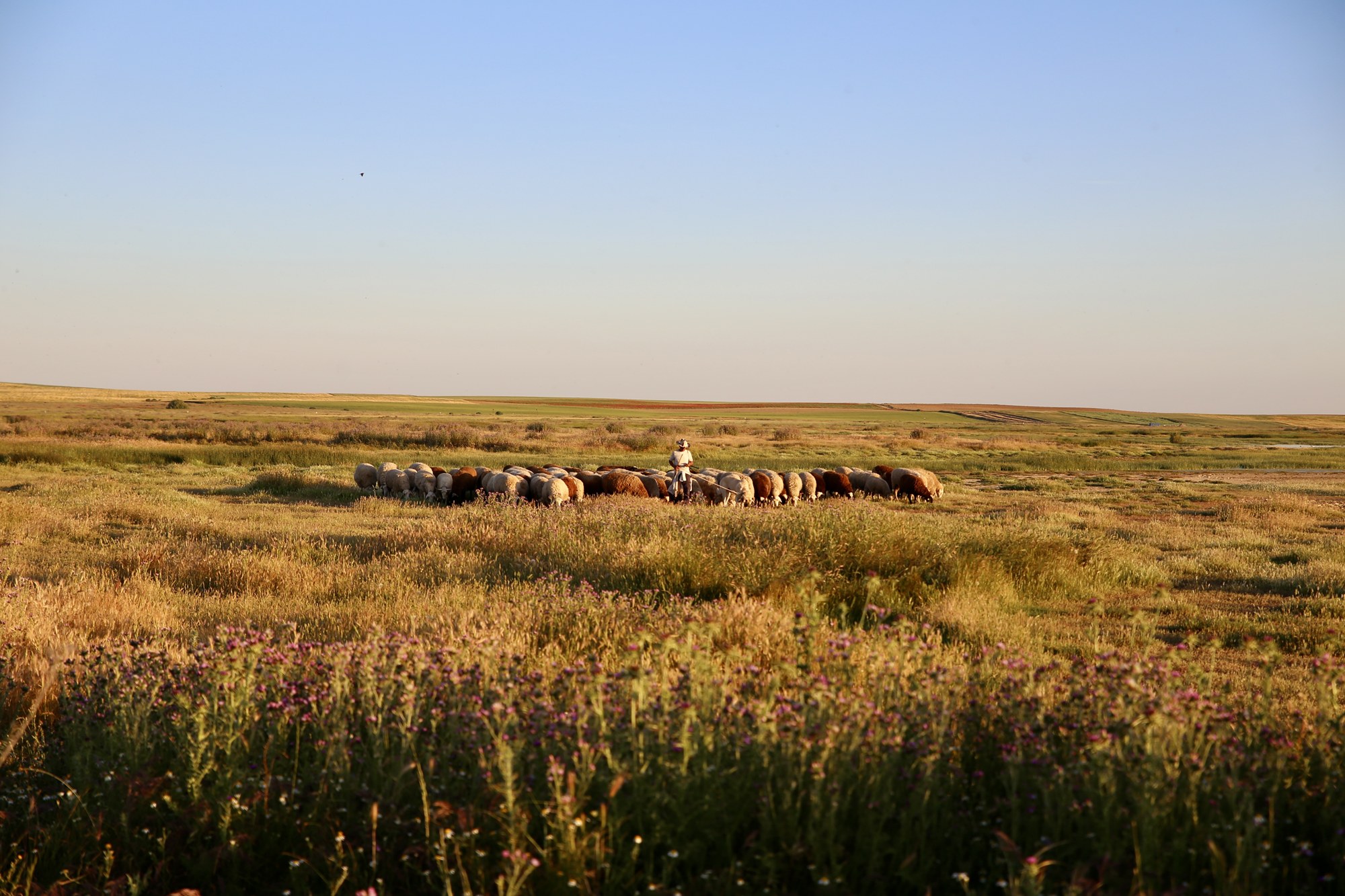 Ruta Lagunas Villafáfila ovejas