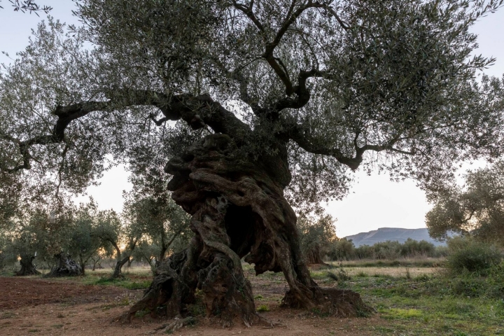 Ruta olivos Castellón cuatro patas