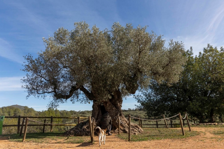Ruta olivos Castellón mirar tronco