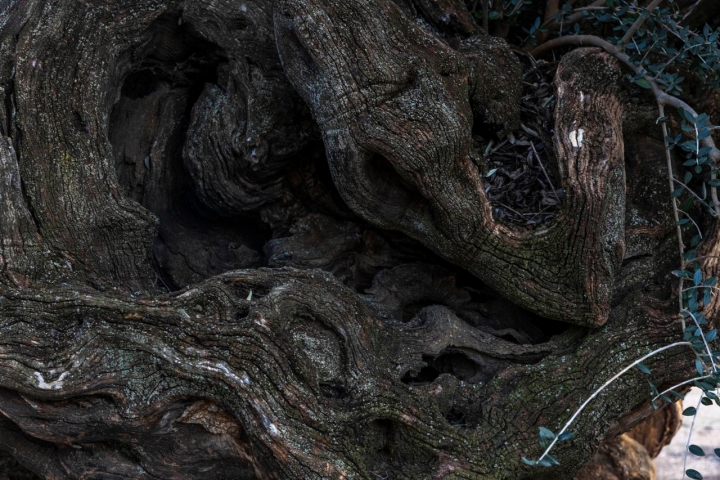 Ruta olivos Castellón tronco