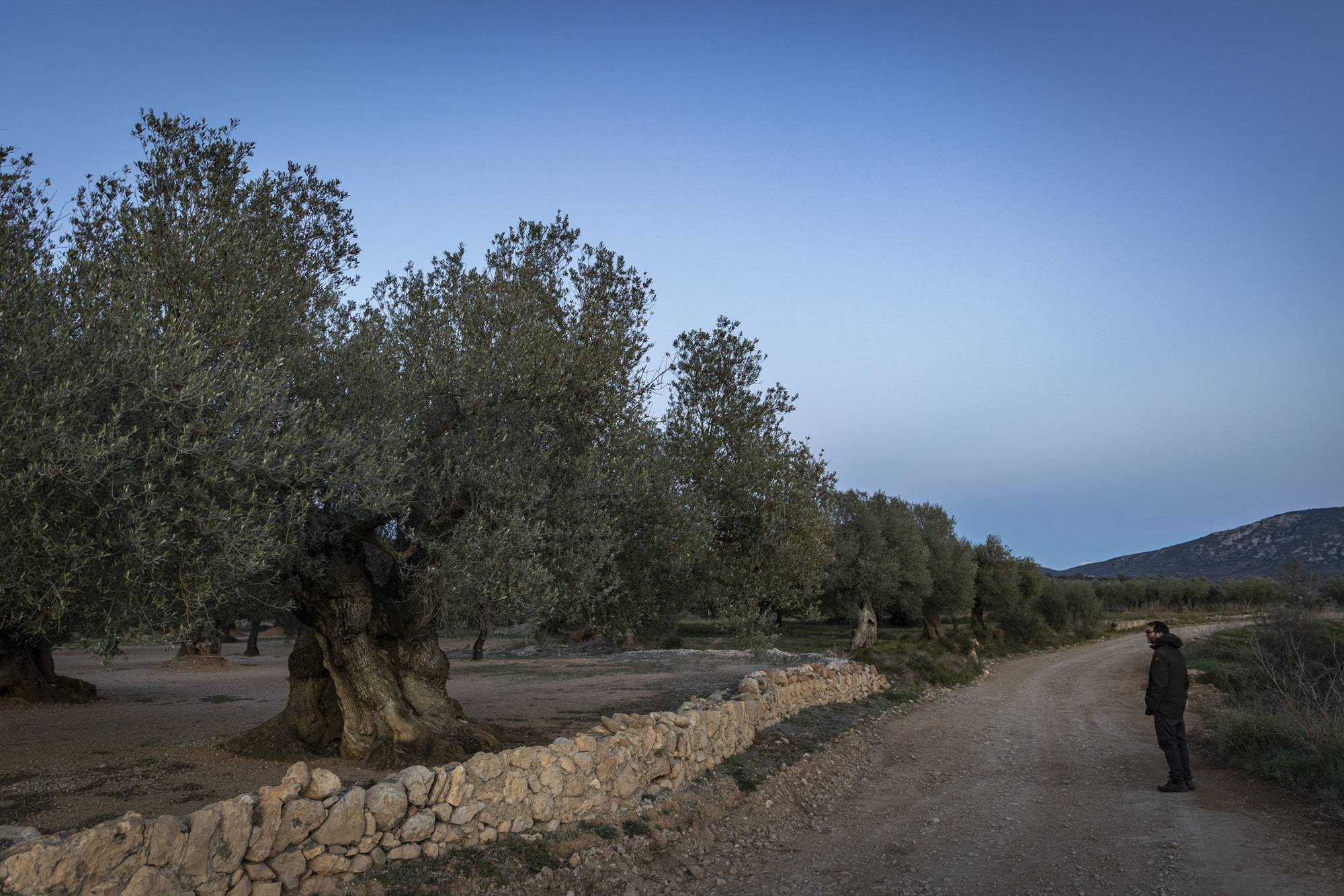 Ruta olivos Castellón camino olivos