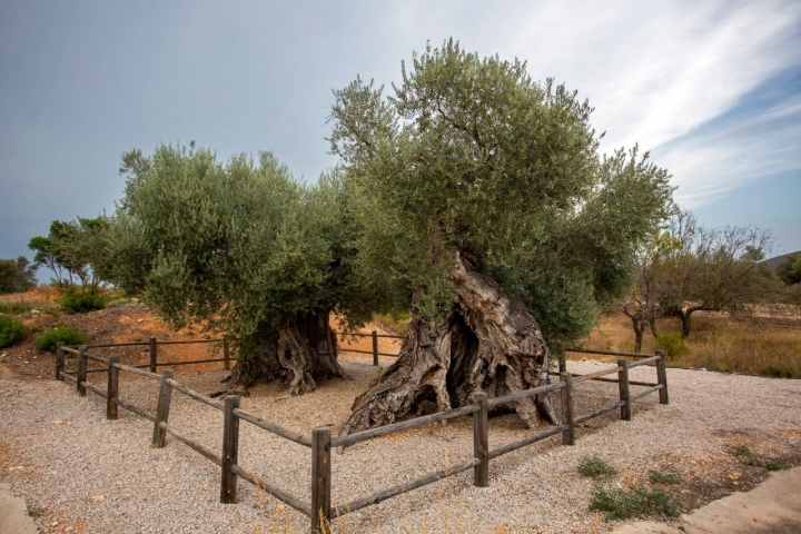 Ruta olivos Castellón valla