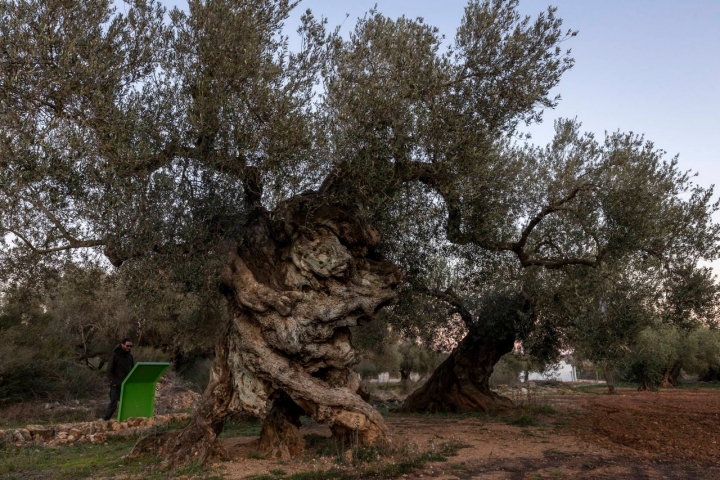 Ruta olivos Castellón Olivo de las Cuatro Patas