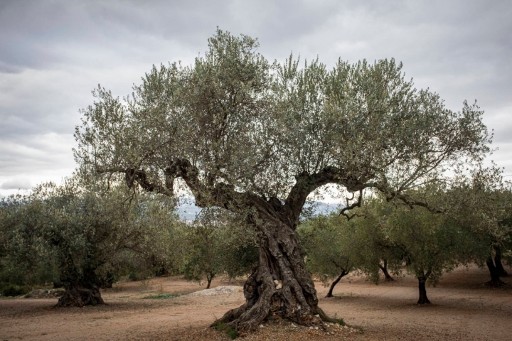 Ruta olivos Castellón Finca Varona Vella