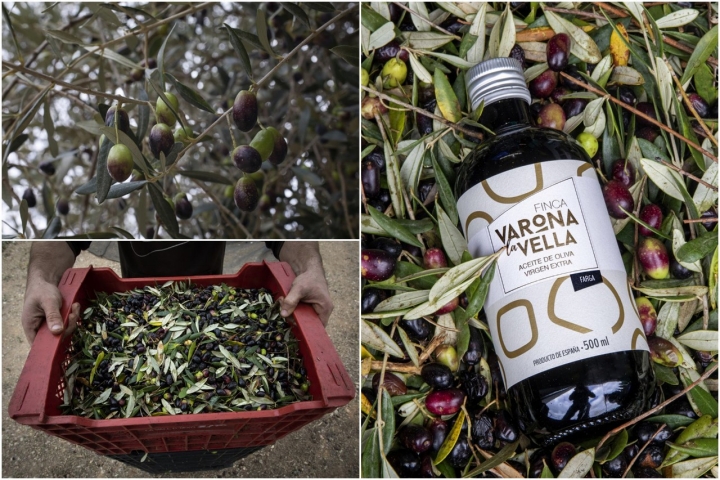 Ruta olivos Castellón aceite Varona