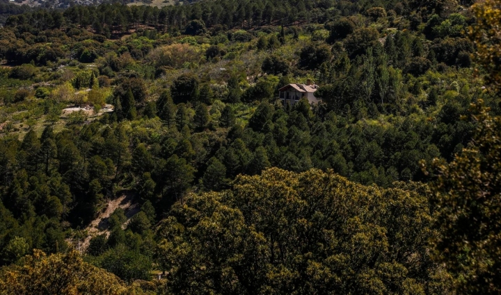 vegetacion sierra magina