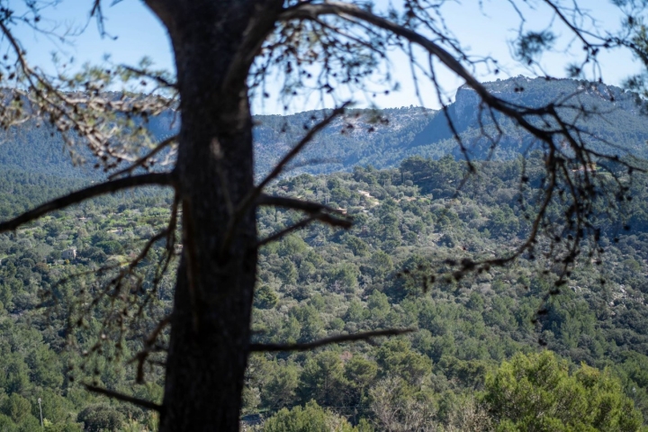 Los bosques que nos acompañan en el camino.