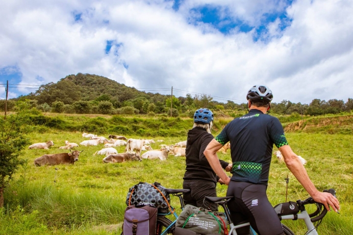 Ruta pozas del río Brugent (Girona) vacas