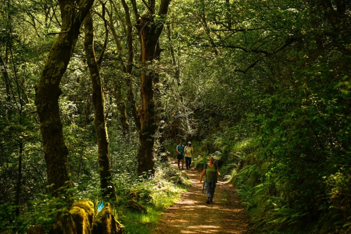 Rutas comarca O Deza (Pontevedra) bosque