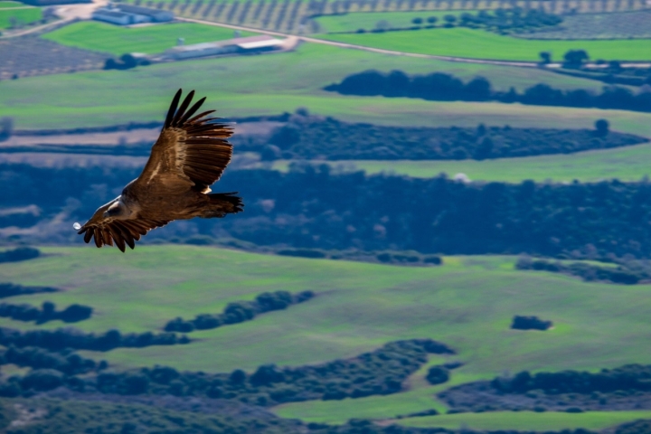 Impresiona ver tan cerca los buitres desplegando sus alas con 2,5 metros de envergadura.