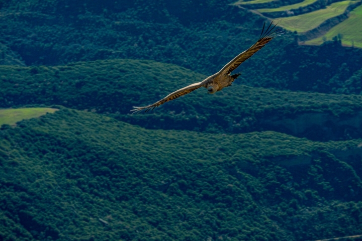 Los buitres leonados son los amos y señores del Salto de Roldán.