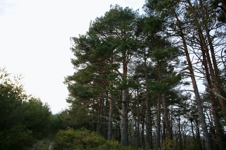 Bosque en el ascenso al cerro
