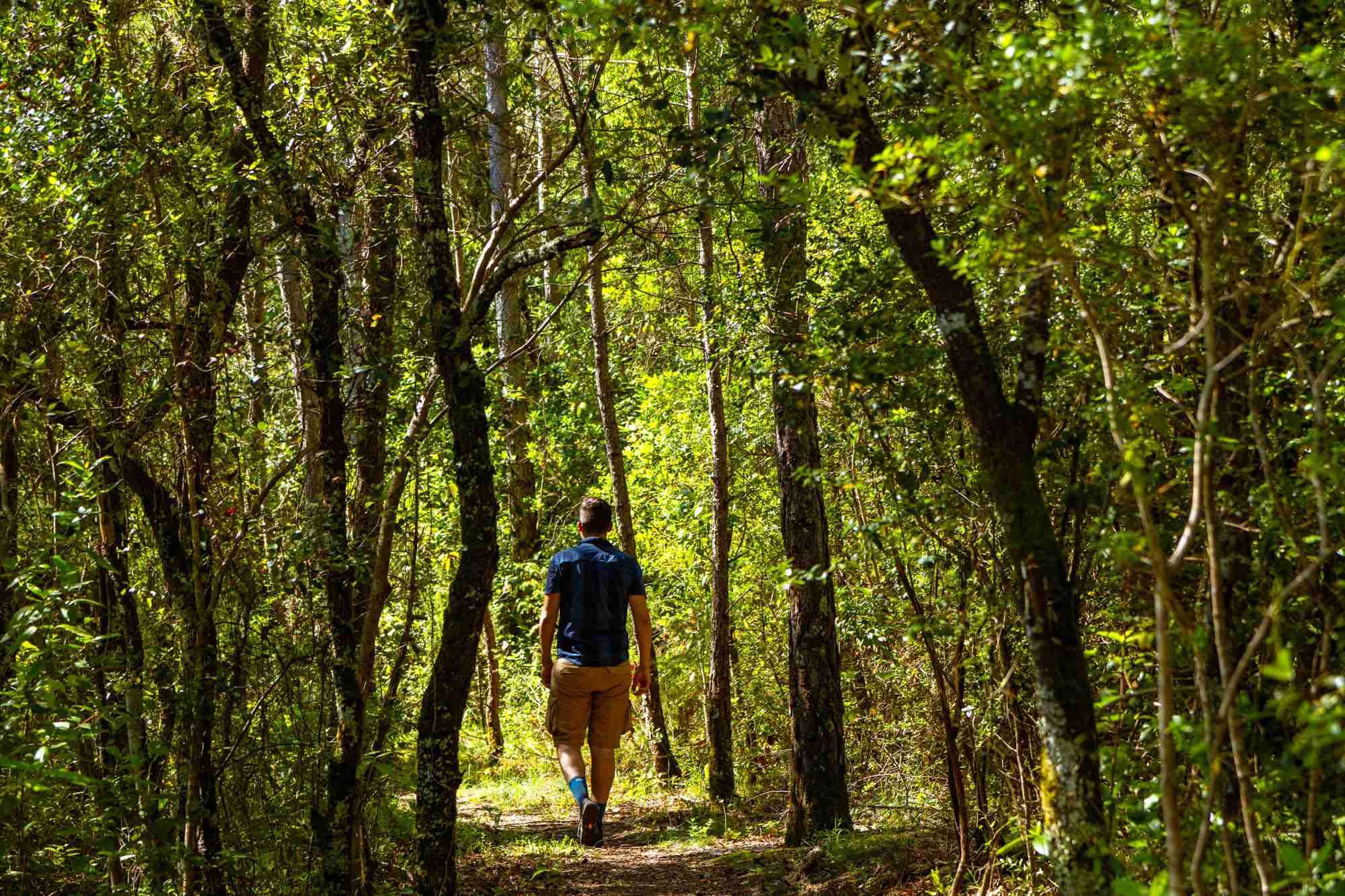 Hombre caminando por un sendero de árboles.