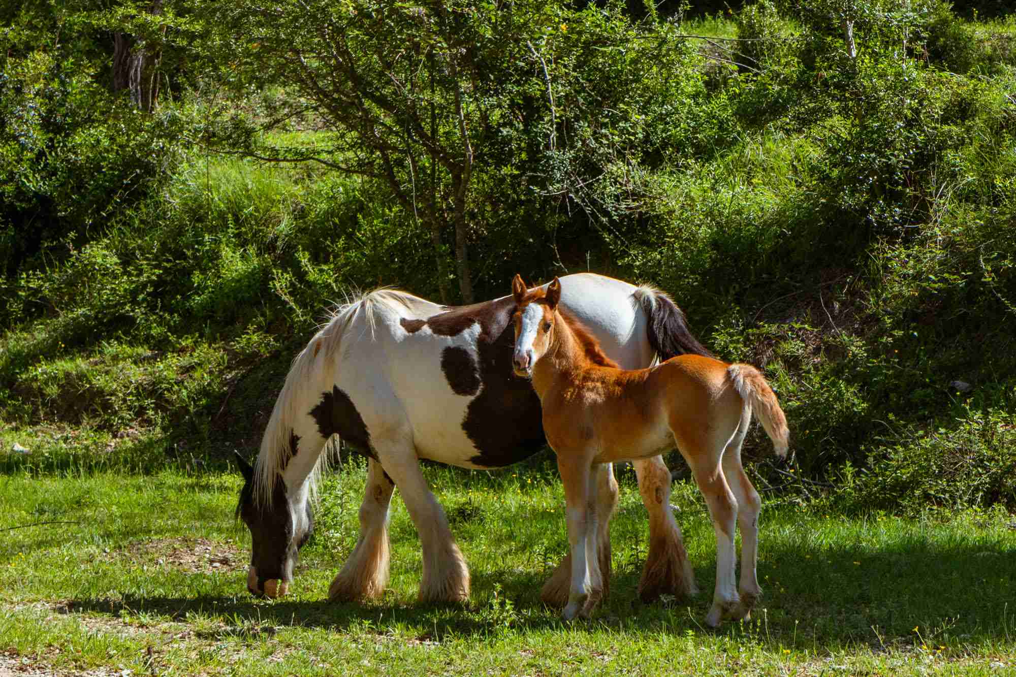 Caballos pastando por el entorno del Pont del Bertran.