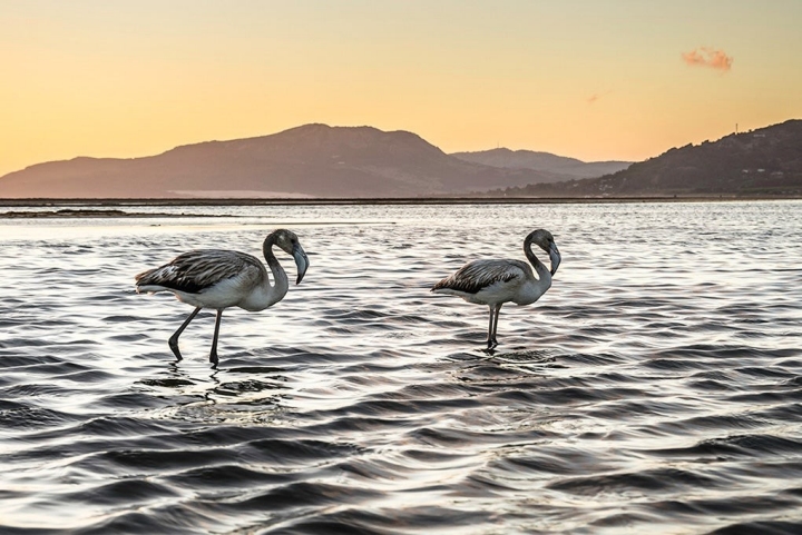 Flamencos en el río Jara, una atracción para los amantes de las aves.