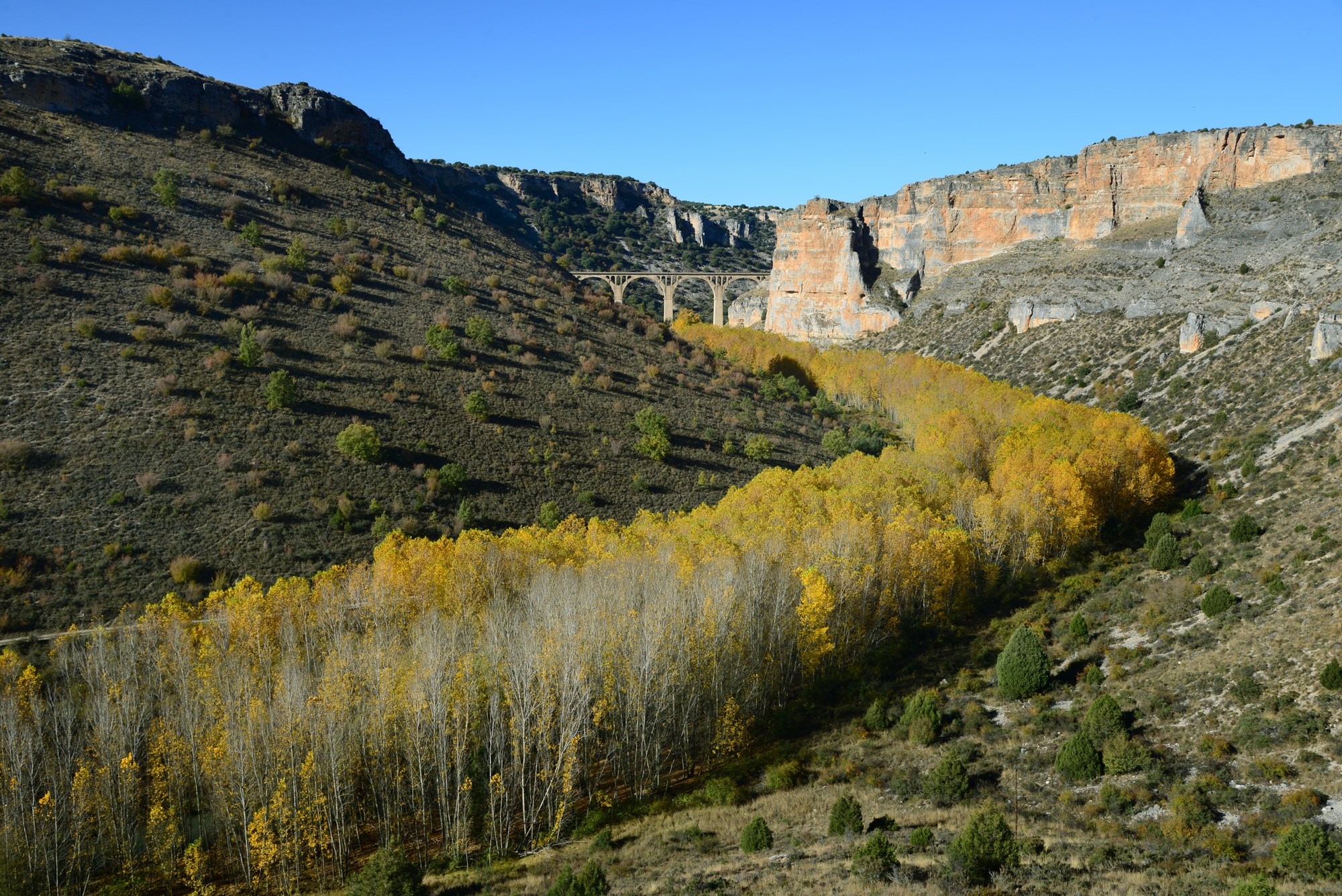 Tipos de bosques otoño cañón alameda