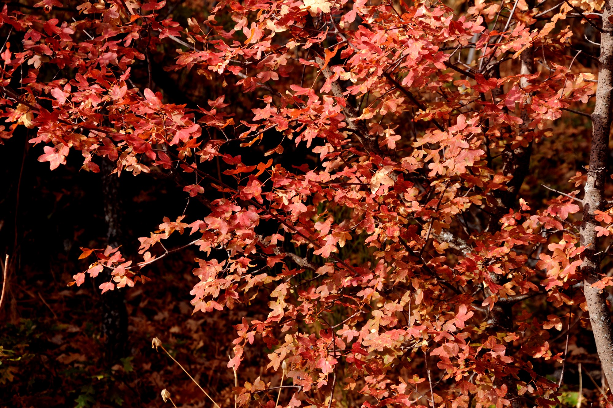 Tipos de bosques otoño arce de Montpellier