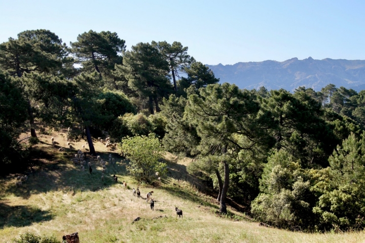 En la Cañada de los Caballeros.