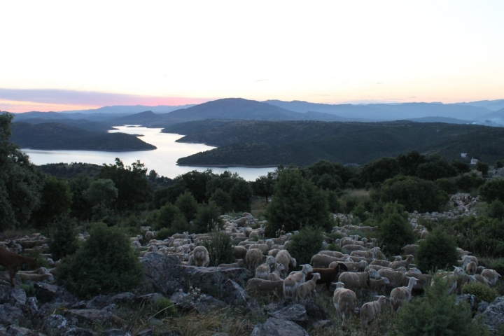Las ovejas en el embalse de Guadalmena.