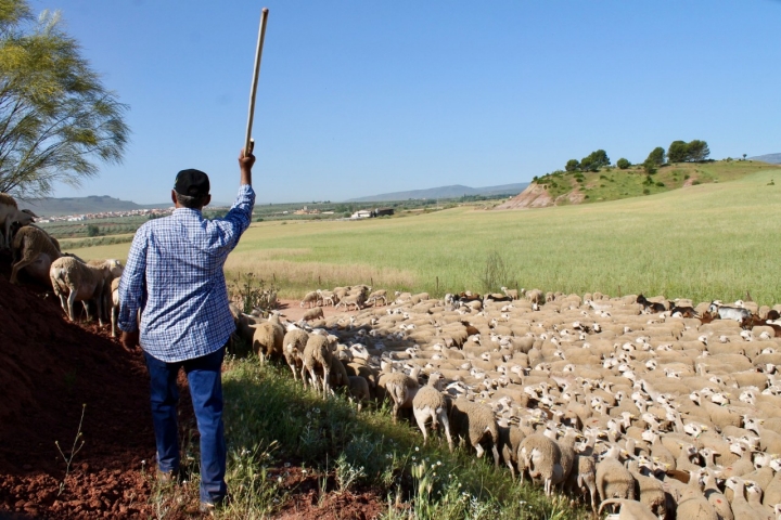 Quedan muy pocos sitios donde aún se hace la trashumancia.