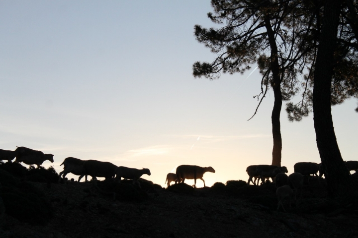 Rebaño de raza segureña al amanecer.